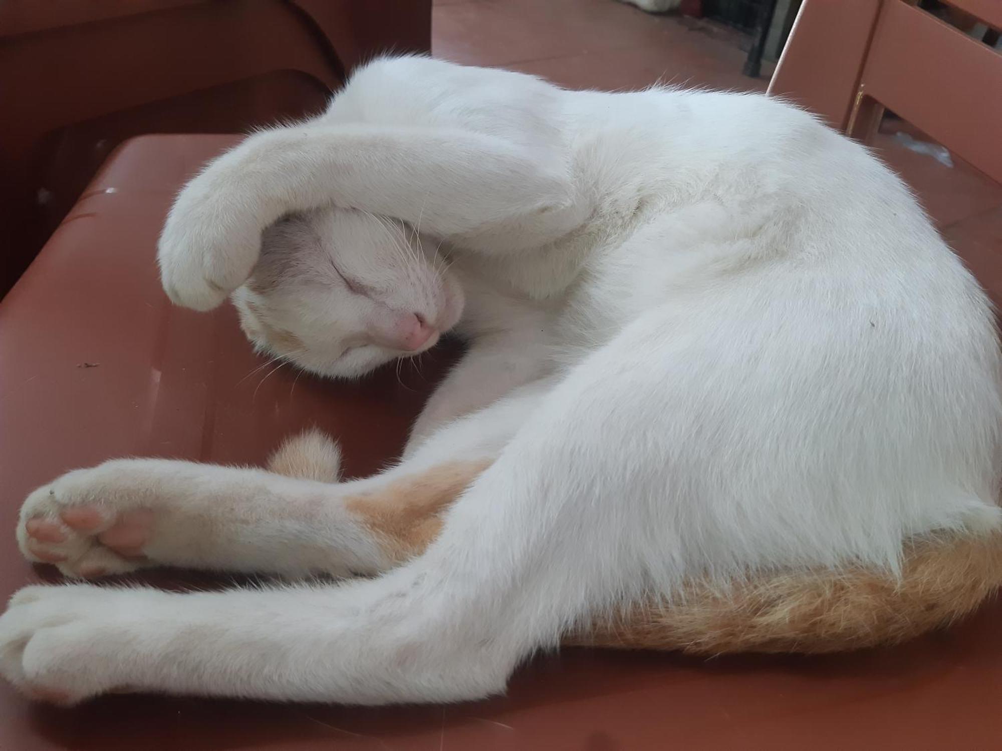 Central Hills Cat Ba Xuan Dam Экстерьер фото
